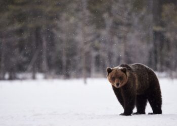 Bear safety: Bears prepare to leave hibernation, public awareness crucial